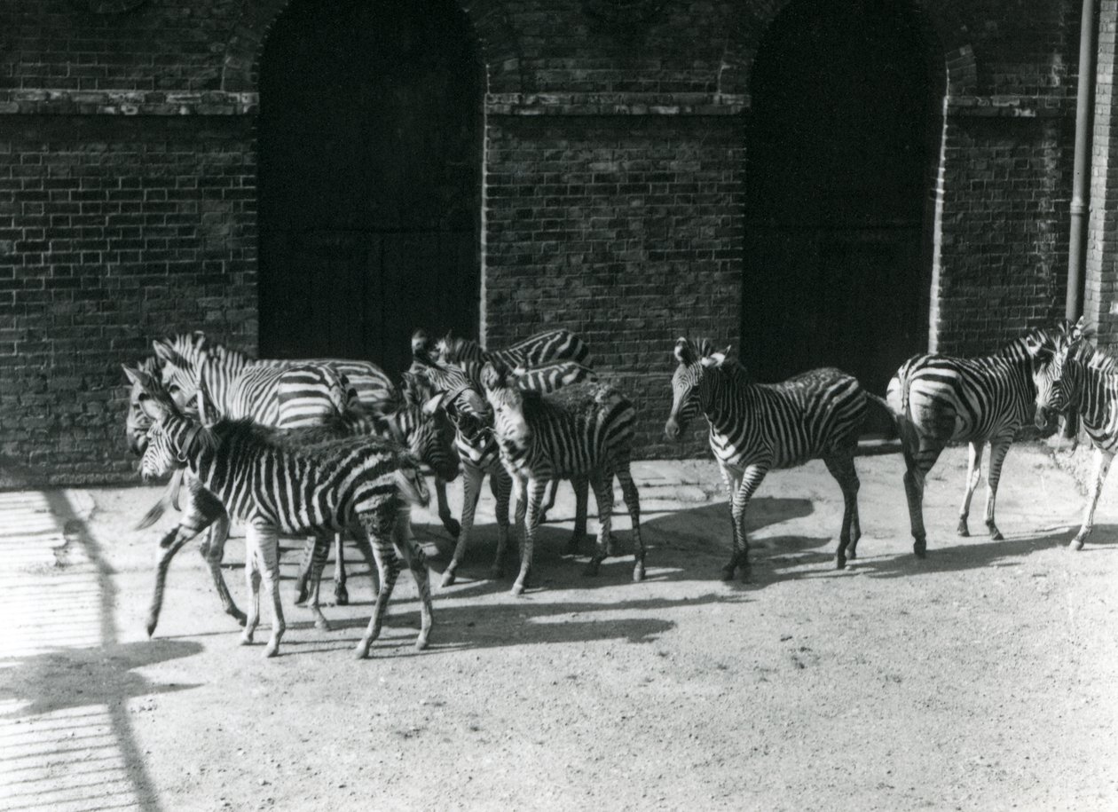 En liten flokk med Chapmans Zebra i London Zoo i 1924 av Frederick William Bond