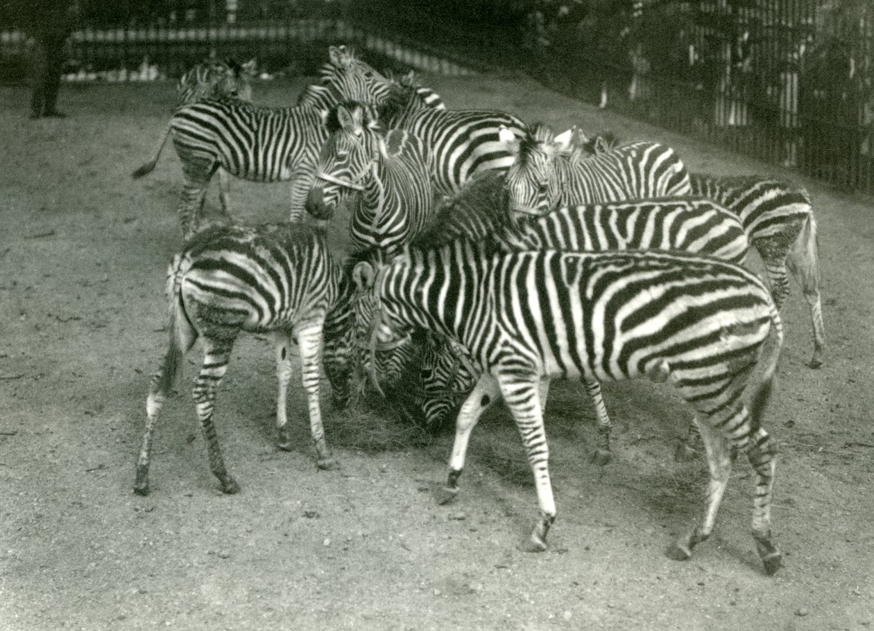 En liten flokk med Chapmans Zebra, inkludert unge, London Zoo i 1923 av Frederick William Bond