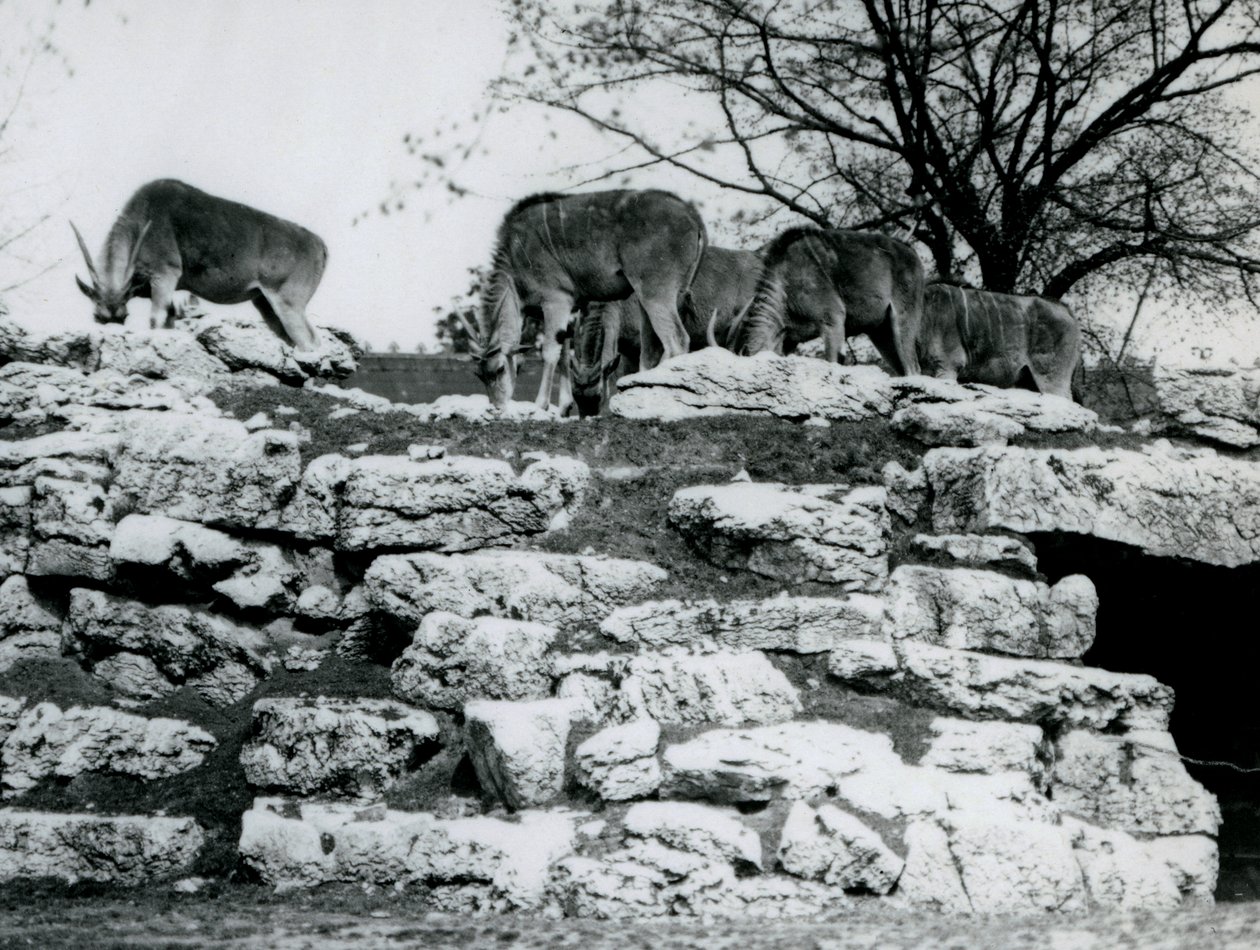 En liten flokk med vanlig eland beite blant steinene i ElandAntelope Paddock ved London Zoo i juni 1925 av Frederick William Bond