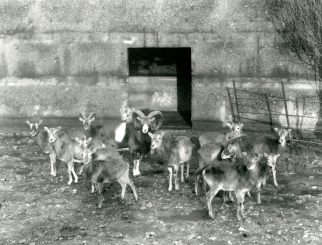 En liten flokk Mouflon i London Zoo i november 1926 av Frederick William Bond