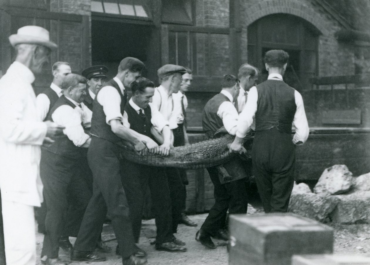 Et team av menn bærer en Alligator overvåket av Sir Peter Chalmers Mitchell, London Zoo, 1924 av Frederick William Bond