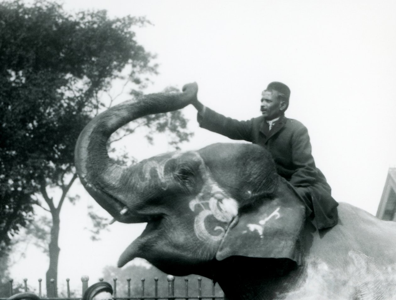 En trener som sitter over halsen til en dekorert indisk elefant mens han strekker seg fremover for å holde enden av den oppovervendte snabelen, London Zoo, 1927 av Frederick William Bond