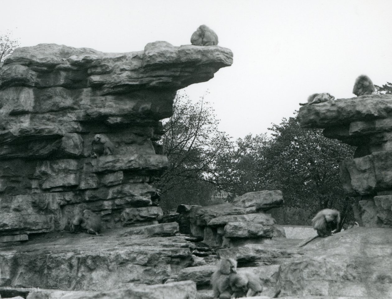 En tropp av hellige bavianer blant steinene på 'Monkey Hill', London Zoo av Frederick William Bond