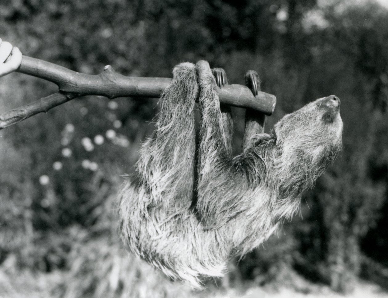 Et to-tået dovendyr som henger fra en kuttet gren, som holdes av en keeper, London Zoo, september 1925 av Frederick William Bond