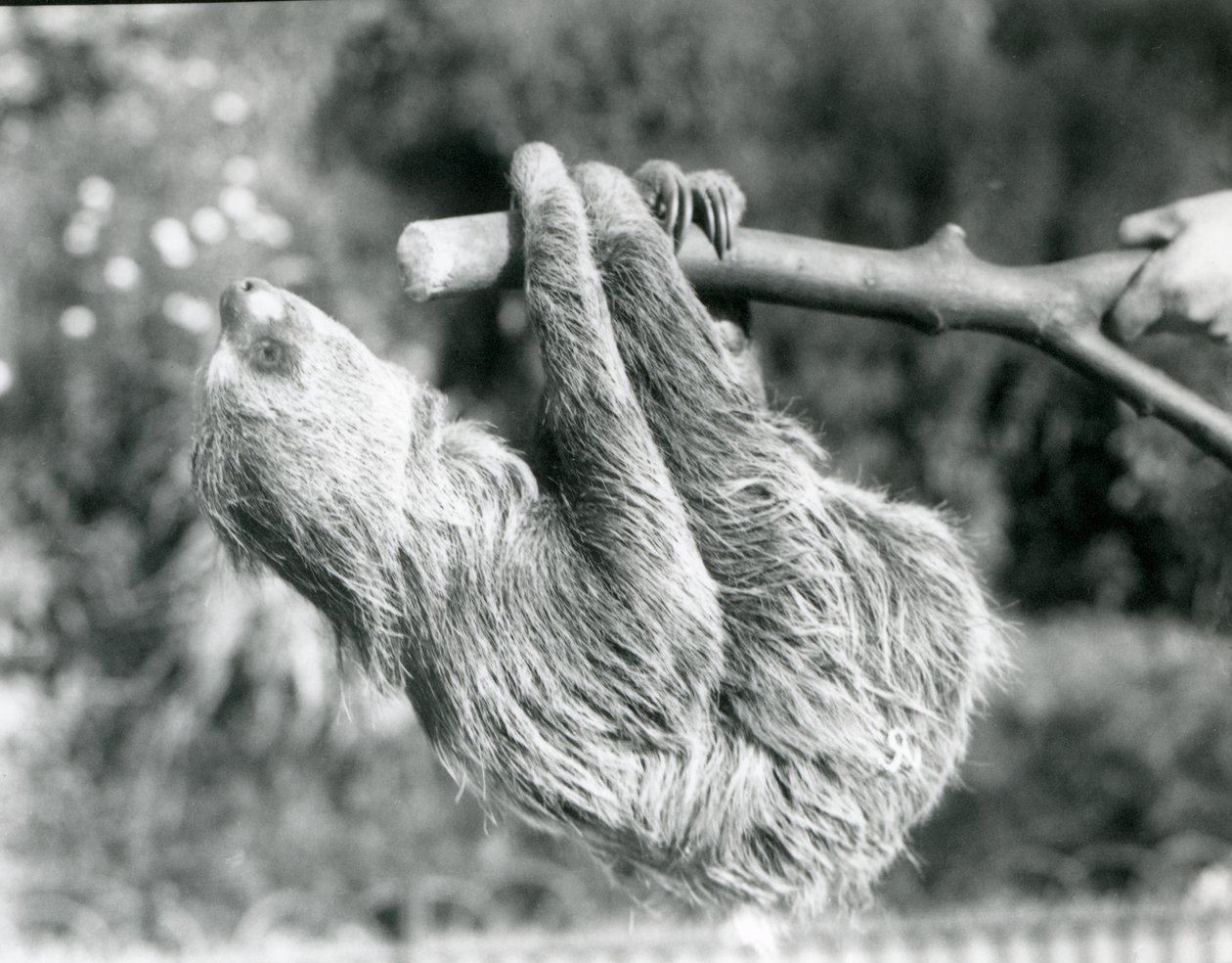 Et to-tået dovendyr som henger fra en kuttet gren, som holdes av en keeper, London Zoo, september 1925 av Frederick William Bond