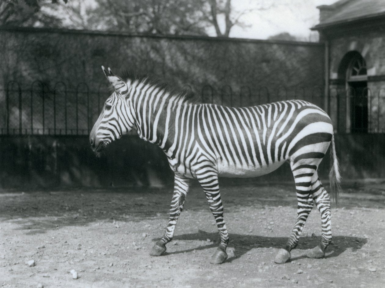 En sårbar Hartman's Zebra som står i paddocken i London Zoo av Frederick William Bond