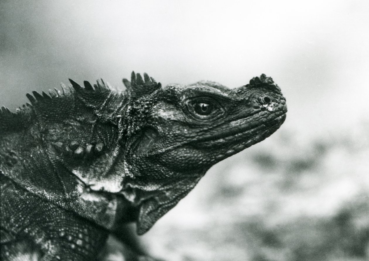 En sårbar Sailfin Lizard i London Zoo i 1928 (s/hv-bilde) av Frederick William Bond