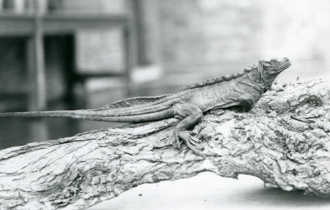En sårbar Sailfin Lizard hviler på en tømmerstokk i London Zoo i 1928 (s/hv-bilde) av Frederick William Bond