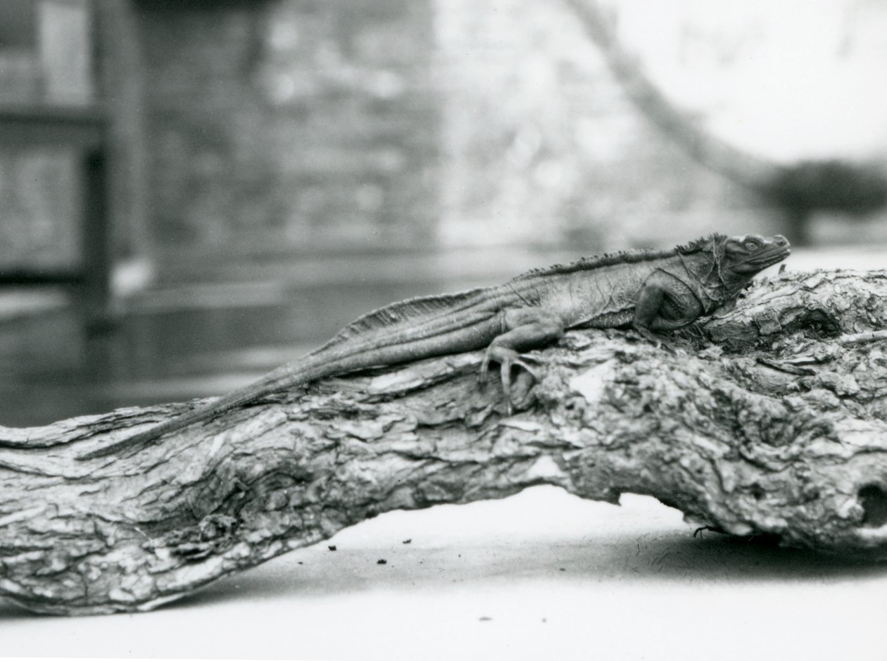 En sårbar Sailfin Lizard hviler på en tømmerstokk i London Zoo i 1928 (s/hv-bilde) av Frederick William Bond