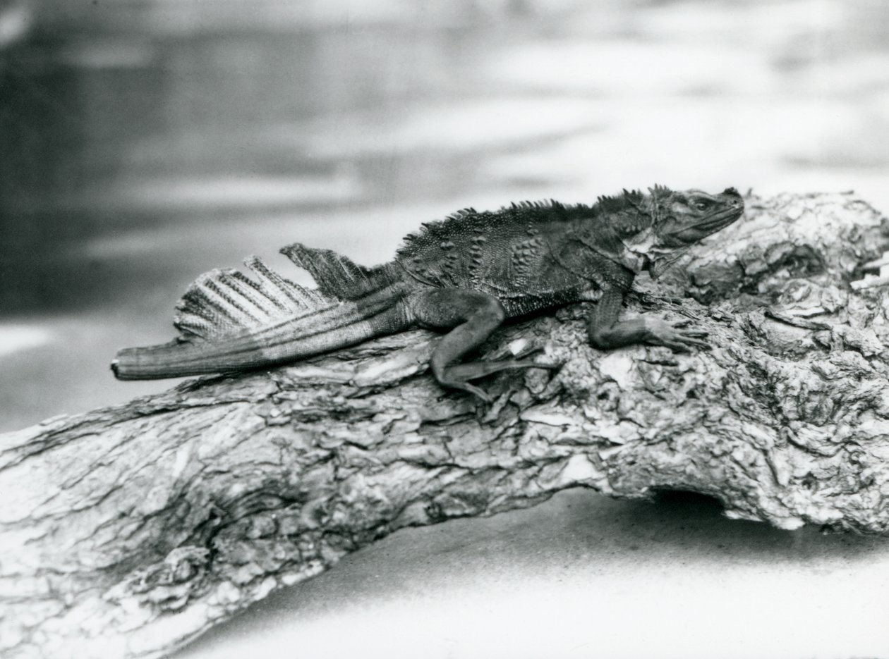 En sårbar Sailfin Lizard, med en skadet hale, hviler på en tømmerstokk i London Zoo i 1929 (s/hv-bilde) av Frederick William Bond