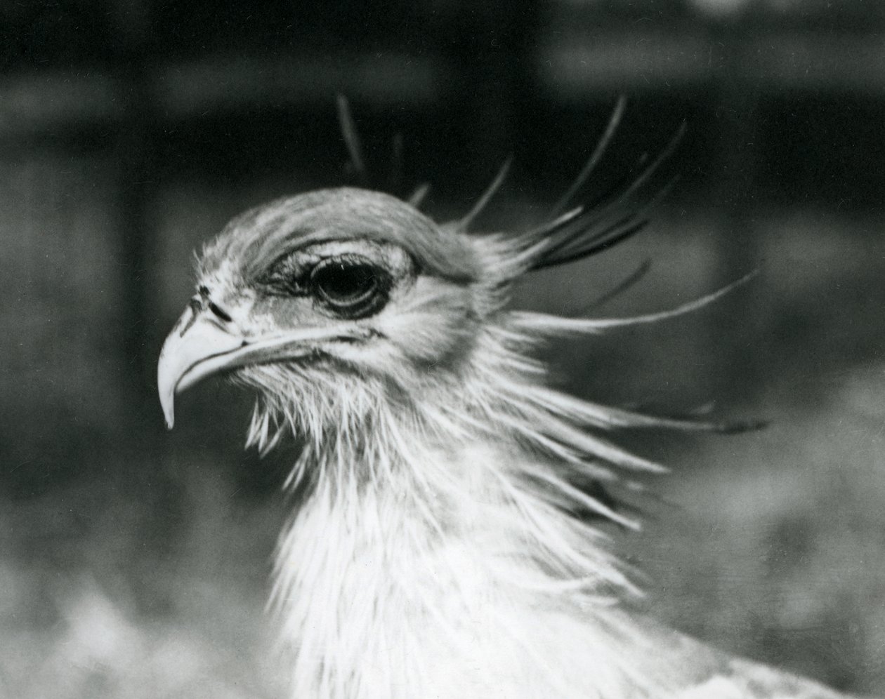 En sårbar Secretary Bird eller Secretarybird, i London Zoo i 1928 (s/hv-bilde) av Frederick William Bond