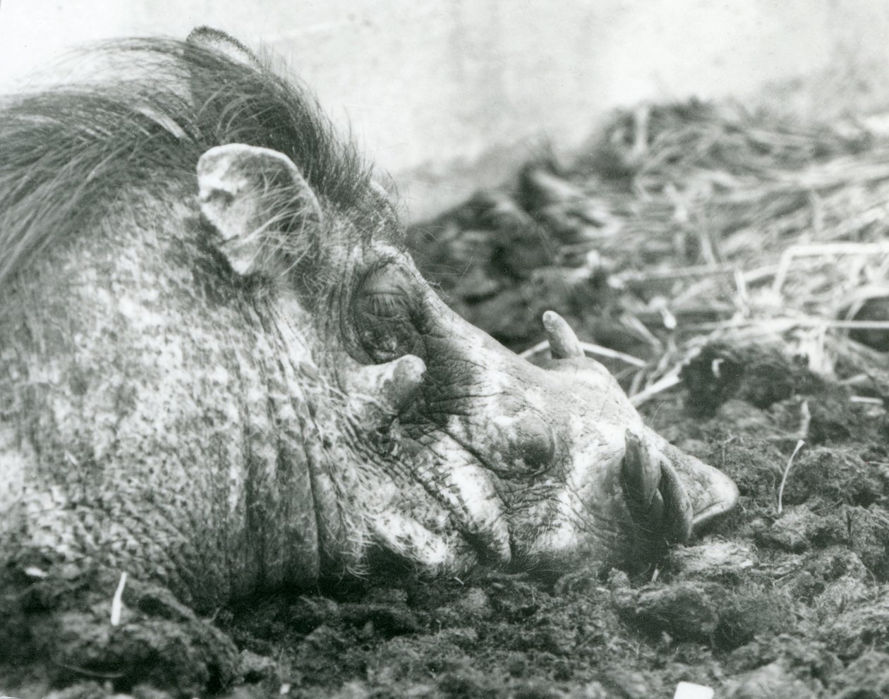 Et vortesvin hviler i gjørme i London Zoo, 1927 av Frederick William Bond