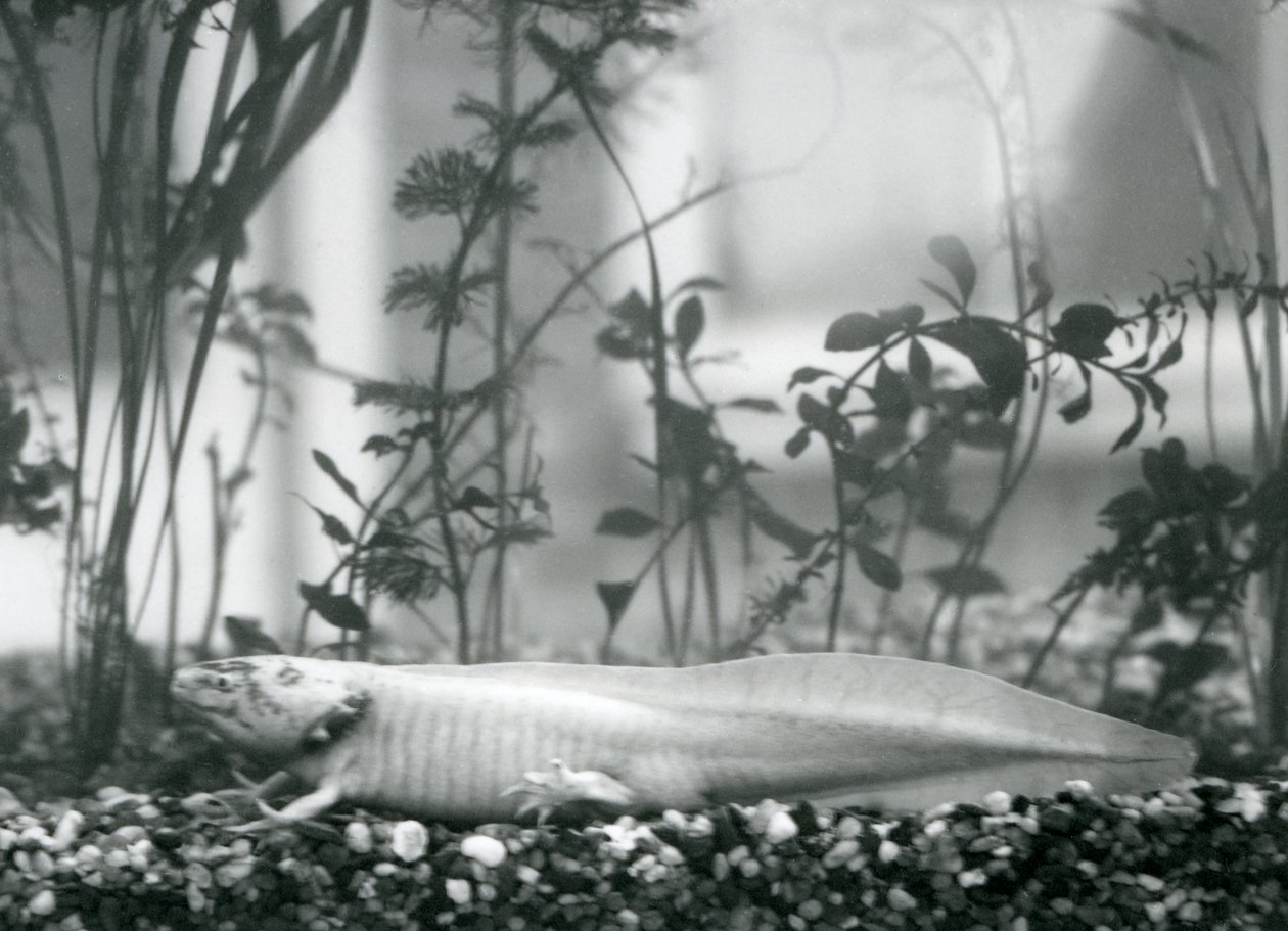 En hvit Axolotl / meksikansk salamander hviler på grus på gulvet i en tank ved London Zoo i 1928 (s/hv-bilde) av Frederick William Bond