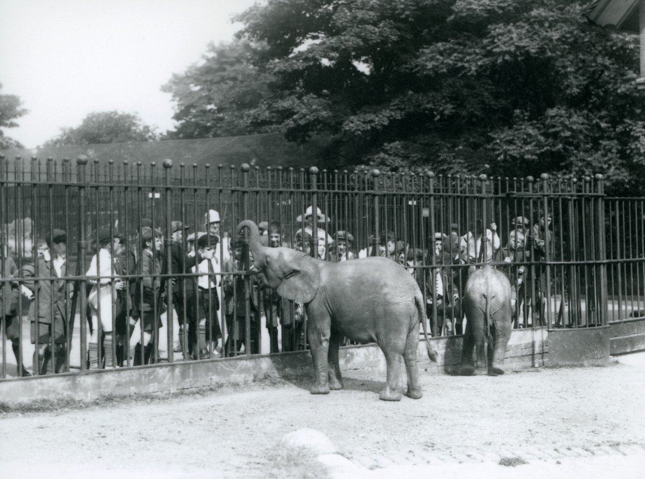 En ung afrikansk elefant og en afrikansk pygmé elefant samhandler med en stor gruppe barn gjennom rekkverkene til paddocken deres, London Zoo, 1926 av Frederick William Bond