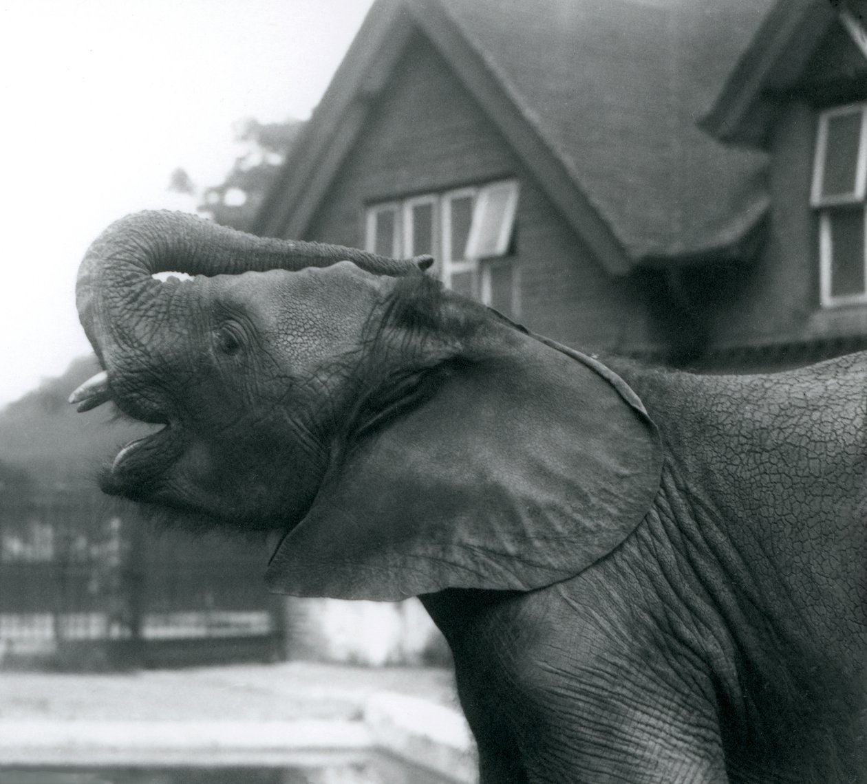 En ung afrikansk elefant med snabelen hevet på pannen, London Zoo, august 1925 av Frederick William Bond