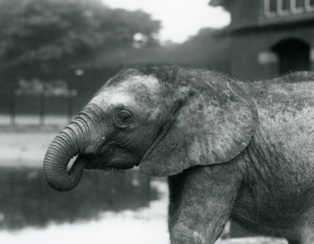 En ung afrikansk elefant med enden av snabelen i munnen, London Zoo, august 1925 av Frederick William Bond