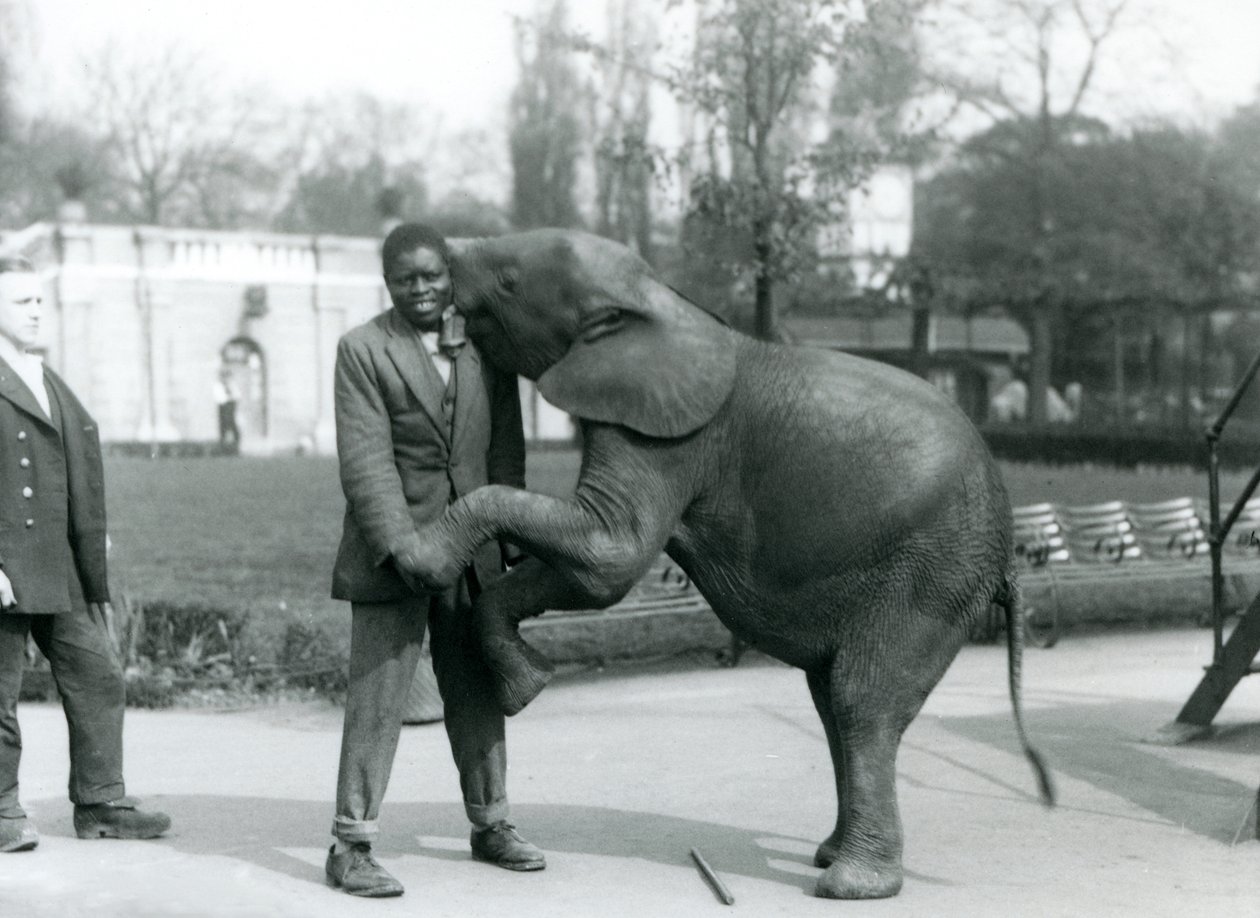 En ung afrikansk pygméelefant står på bakbena for å omfavne den afrikanske treneren sin, mens keeperen ser på, London Zoo, juli 1925 av Frederick William Bond