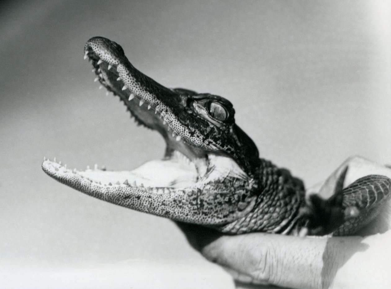 En ung alligator holdt rundt halsen av sin keeper, London Zoo, august 1928 (s/hv-bilde) av Frederick William Bond