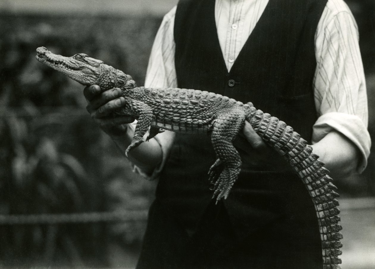 En ung amerikansk alligator holdt av sin keeper, London Zoo, 1924 av Frederick William Bond