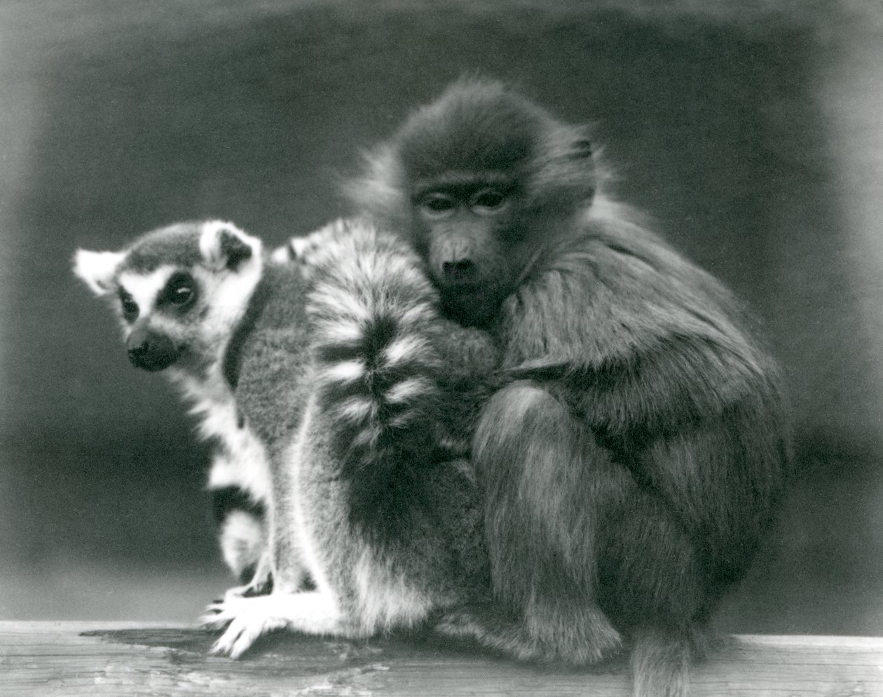 En ung bavian koser seg til en ringhalelemur på en bjelke, London Zoo, 1925 av Frederick William Bond