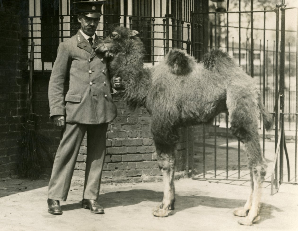 En ung Bactrian Camel, som ble født i menasjeriet, med sin keeper, London Zoo av Frederick William Bond
