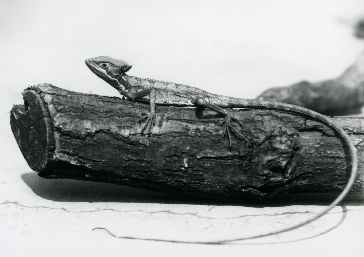 En ung Basilisk Lizard hviler på en tømmerstokk i London Zoo i august 1928 (s/hv-bilde) av Frederick William Bond