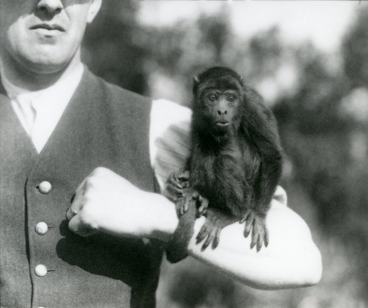 En ung Black Howler Monkey sitter på en manns arm med sin gripende hale viklet rundt håndleddet, London Zoo, 1923 (bw-bilde) av Frederick William Bond