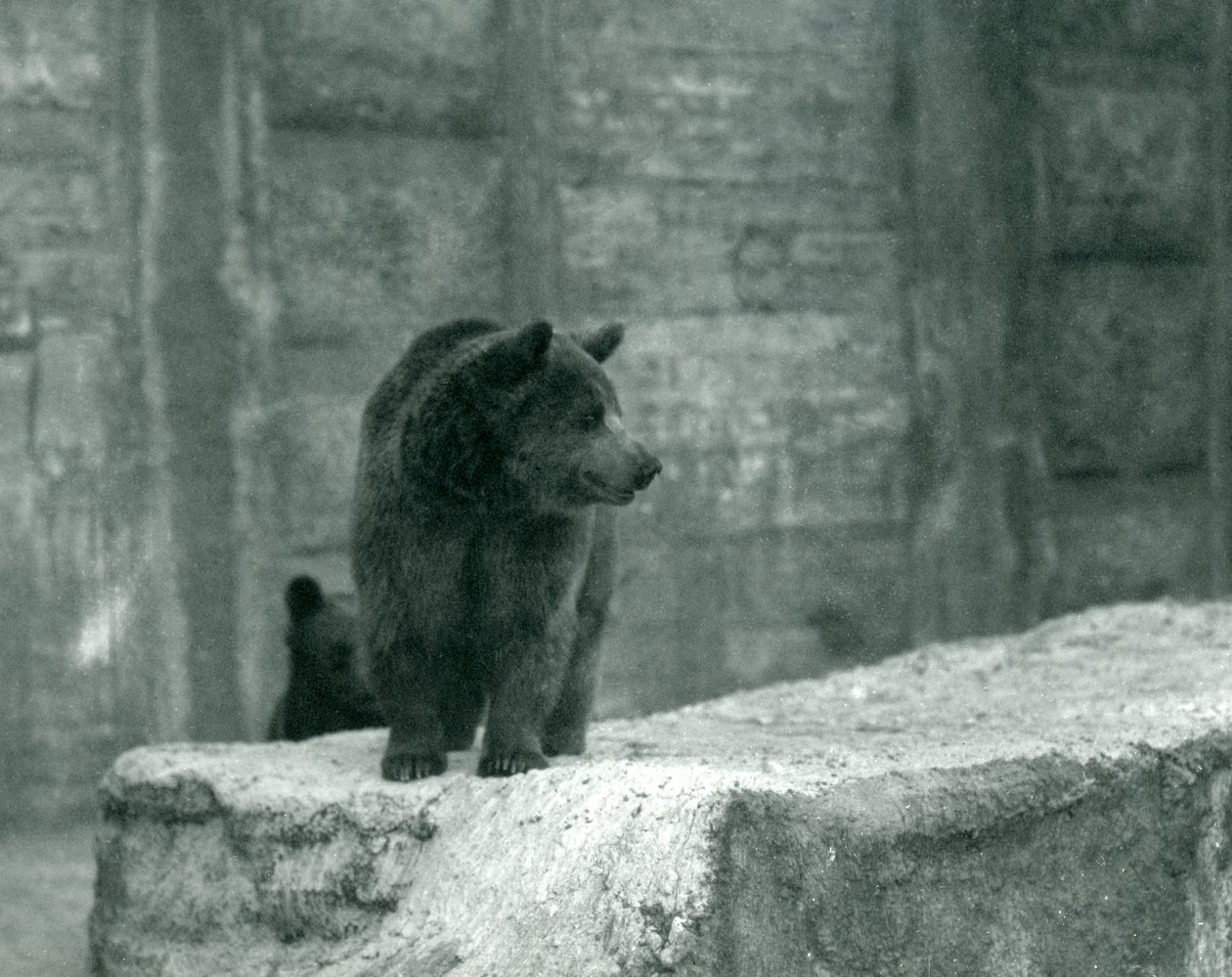 En ung brunbjørn i London Zoo, juni 1914 av Frederick William Bond