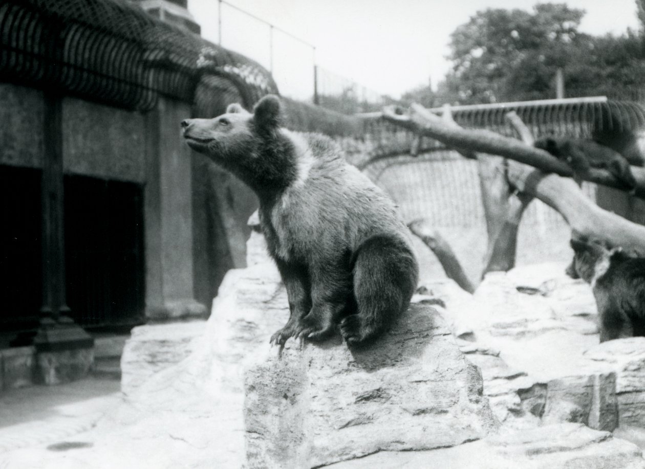 En ung brunbjørn sitter på en stein i forgrunnen med en annen gående bak, og tredje sover på en gren, London Zoo, august 1913 av Frederick William Bond