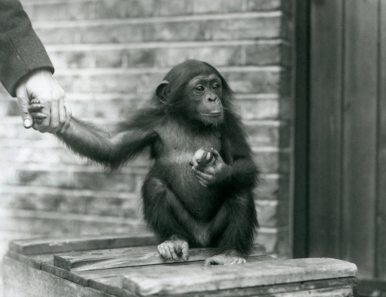 En ung sjimpanse som holder hånden til en keeper mens han sitter på en trekasse, London Zoo, juni 1926 av Frederick William Bond
