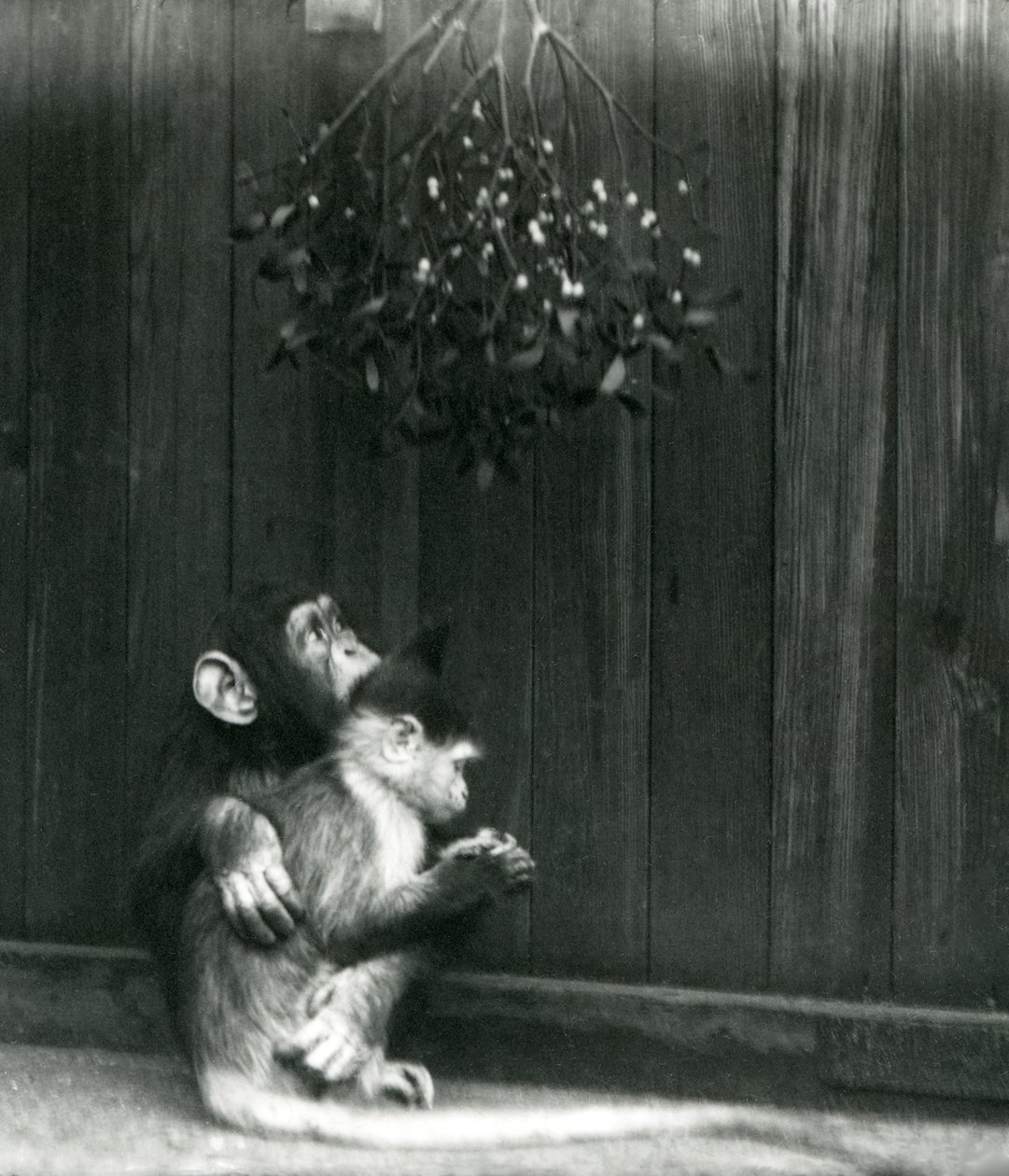 En ung sjimpanse legger armen rundt en Mangabey under misteltein i London Zoo i desember 1924 av Frederick William Bond