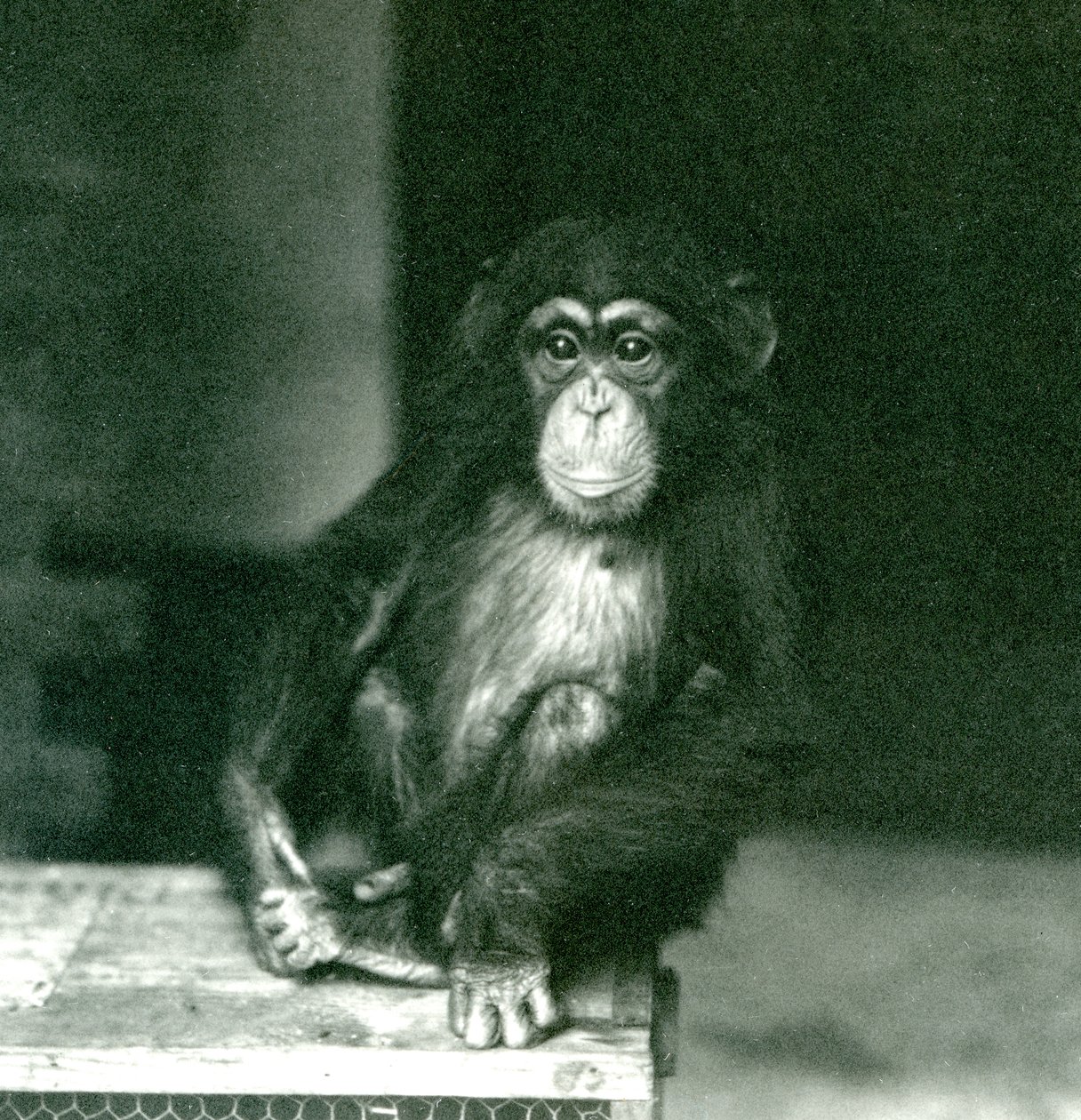 En ung sjimpanse sitter på en trekasse i London Zoo i 1924 (s/hv-bilde) av Frederick William Bond