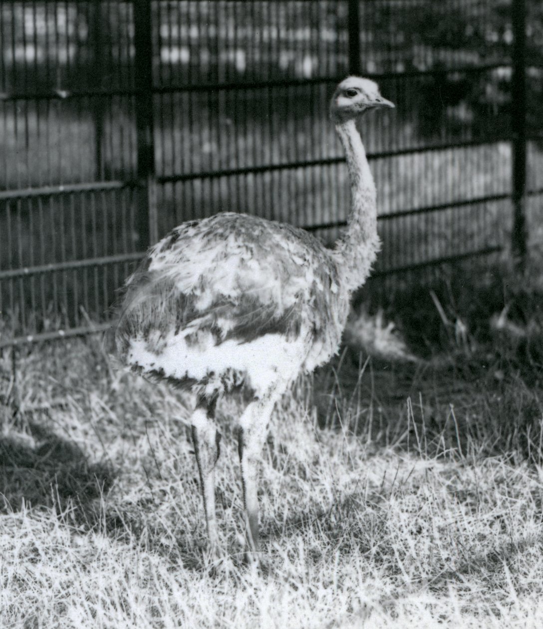 En ung Darwins/Lesser Rhea står på gress, ved siden av gjerdet til innhegningen, London Zoo av Frederick William Bond