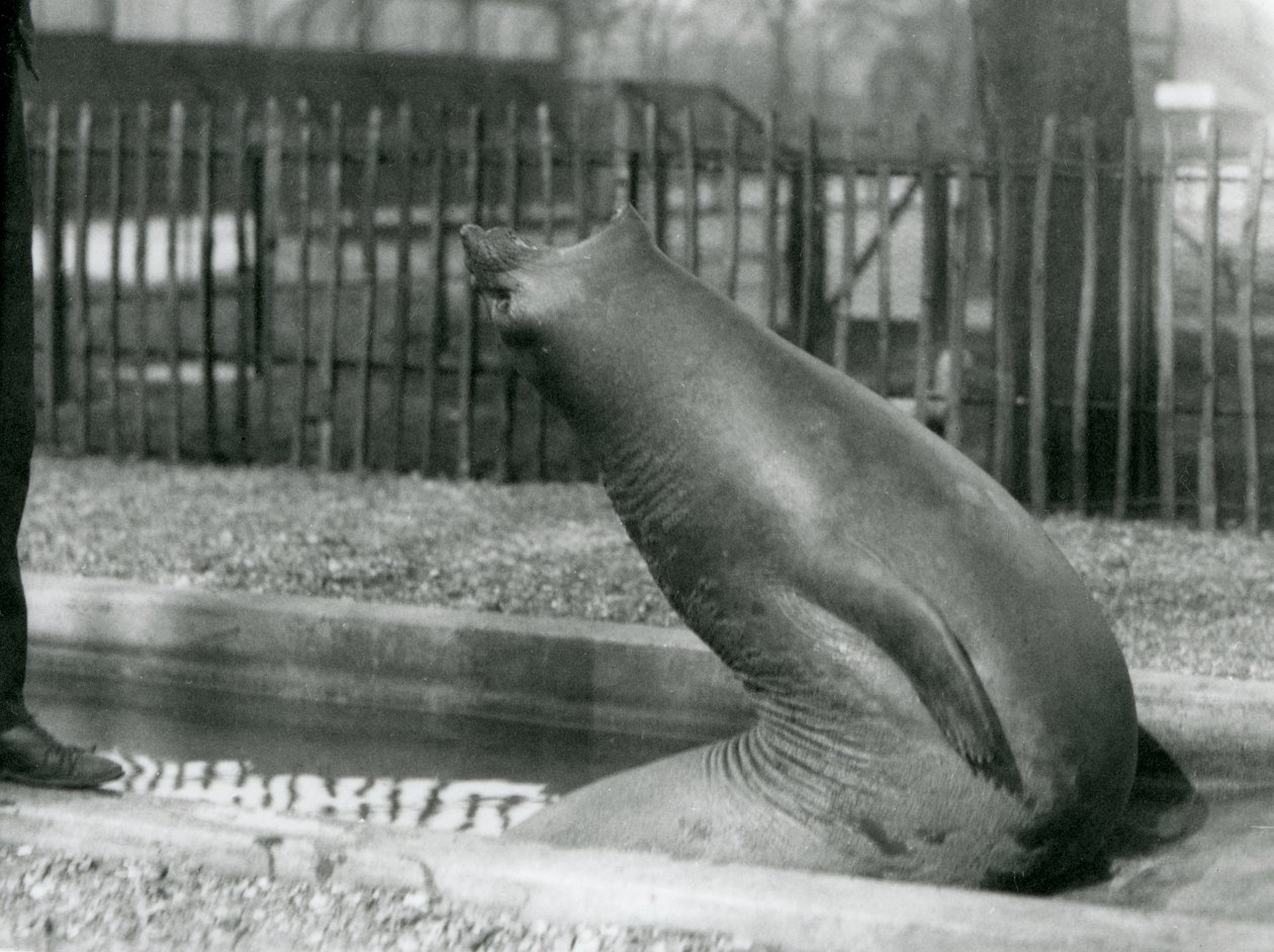 En ung selelefant som strekker seg bakover, London Zoo av Frederick William Bond