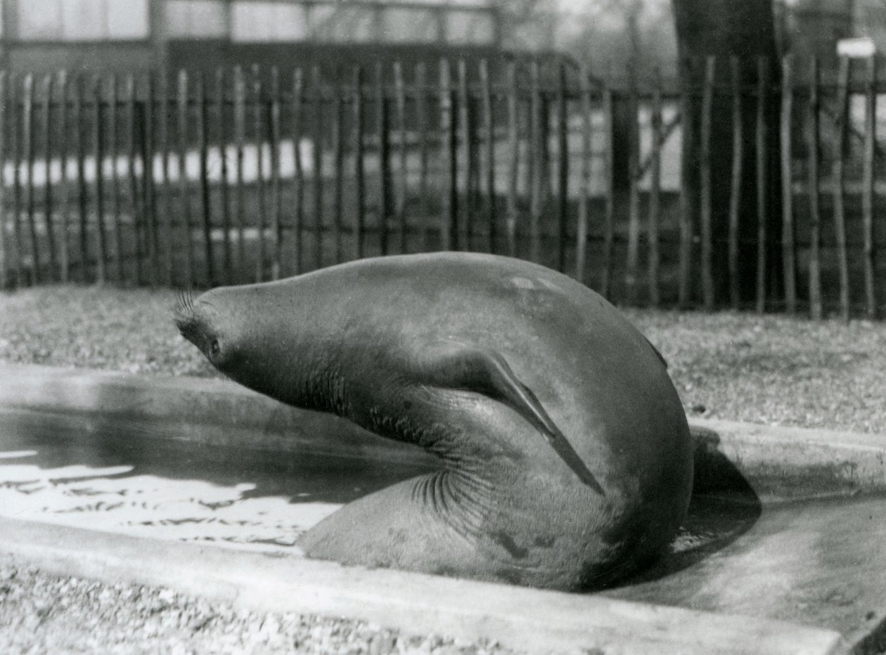 En ung selelefant som strekker seg bakover, London Zoo av Frederick William Bond