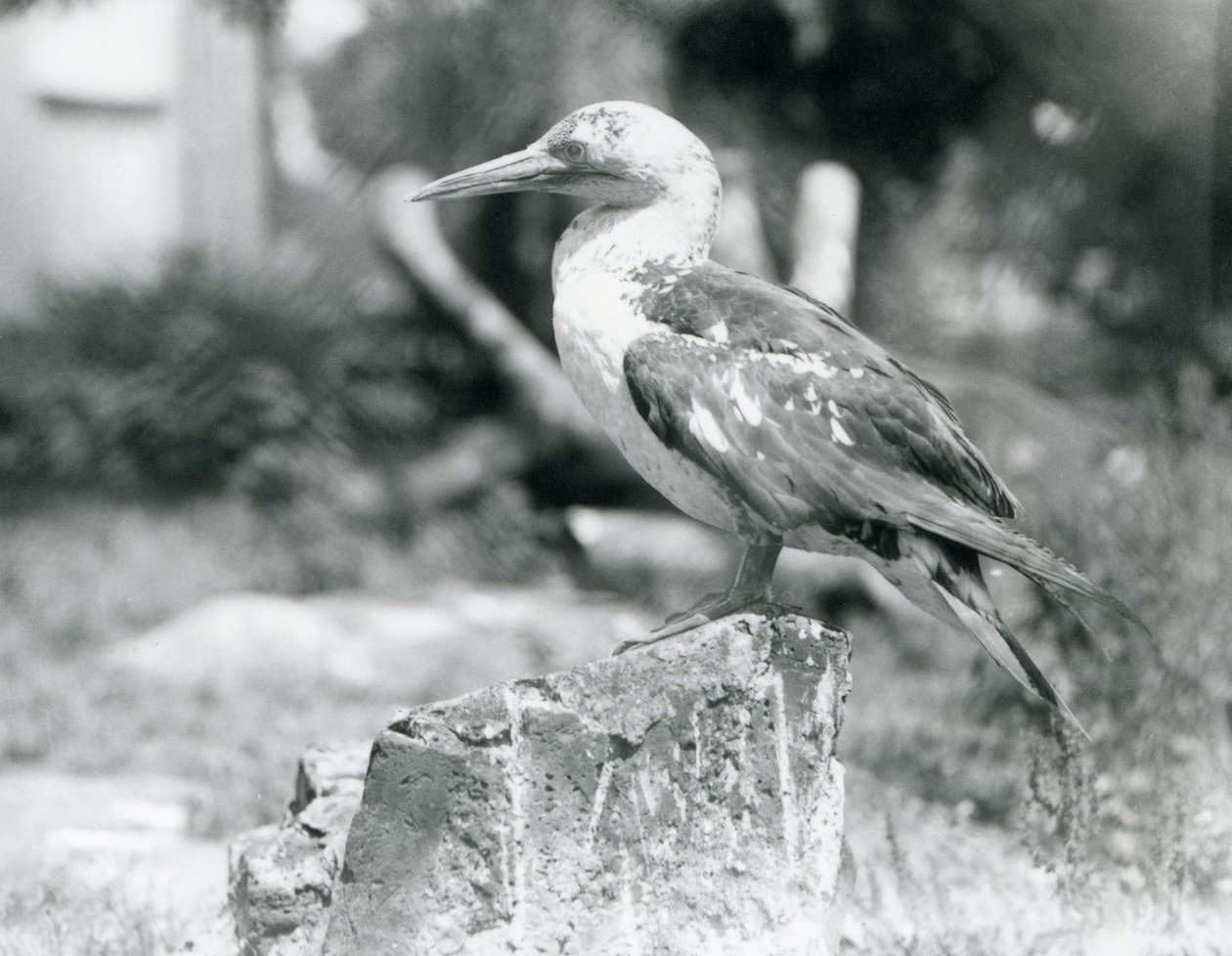 En ung sule står på en trestubbe i London Zoo i 1929 (s/hv-bilde) av Frederick William Bond