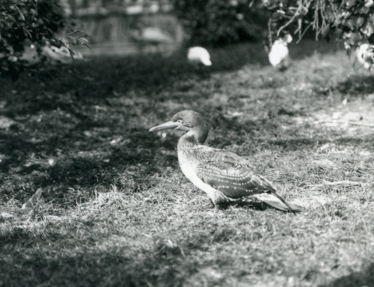 En ung sule står på gress i London Zoo i september 1927 av Frederick William Bond