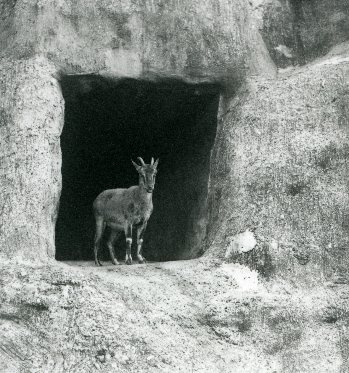 En ung gresk steinbukk som står i inngangen til hulen i de kunstige steinene til Mappin Terraces, London Zoo, august 1927 av Frederick William Bond