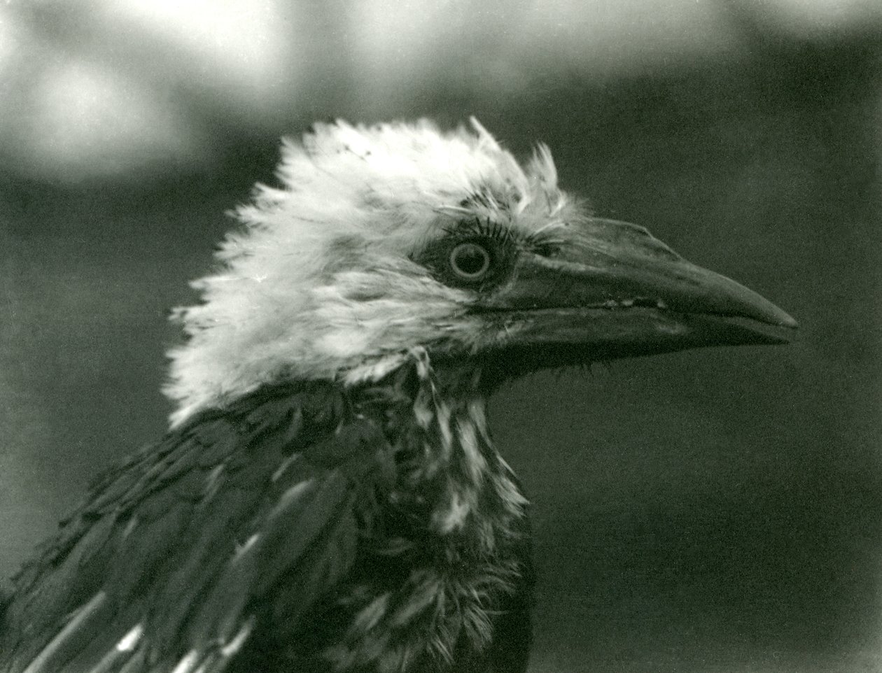 En ung hornfugl i London Zoo, 1924 av Frederick William Bond