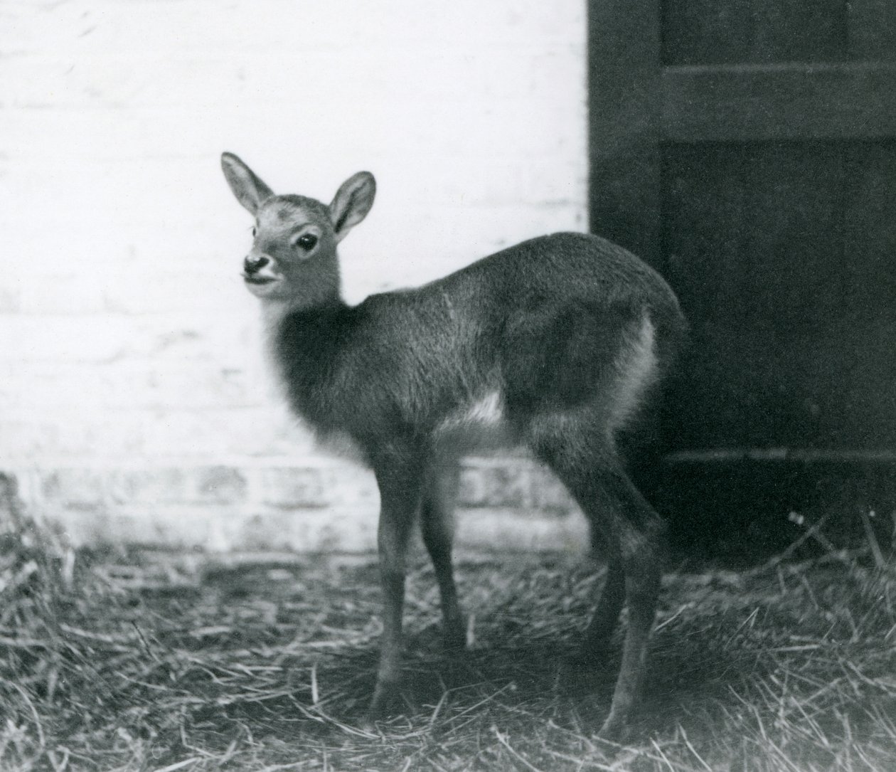 En ung Lechwe står på høy, London Zoo, januar 1926 av Frederick William Bond