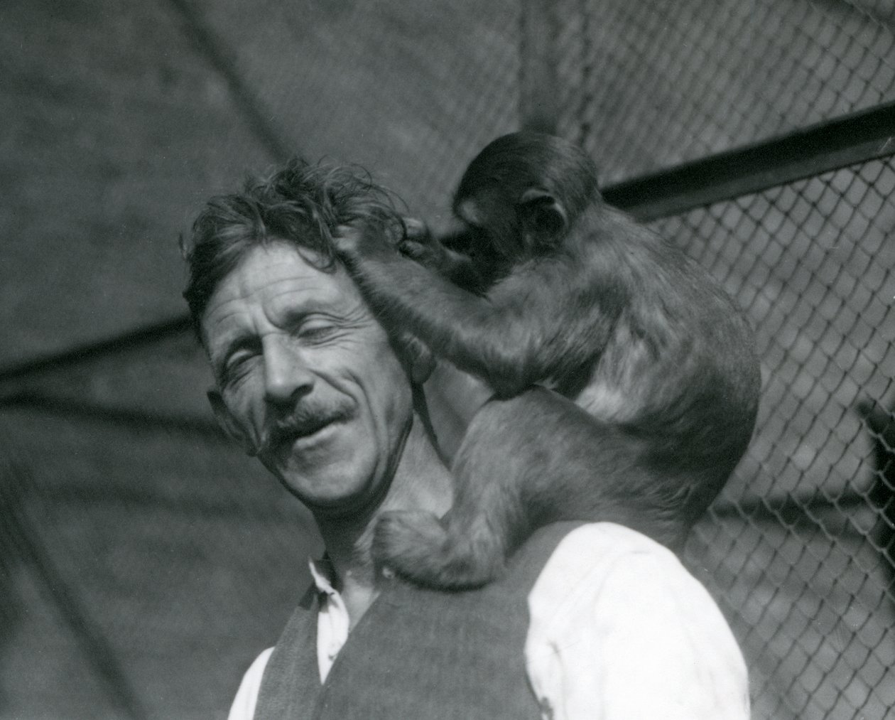 En ung ape som pleier håret Flewins hår, London Zoo 1928 (s/hvitt-bilde) av Frederick William Bond