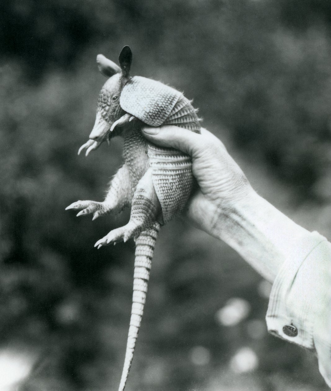 En ung ni-båndet beltedyrNi-båndet langneset armadillo holdt opp i en keeperhånd, London Zoo, august 1926 av Frederick William Bond