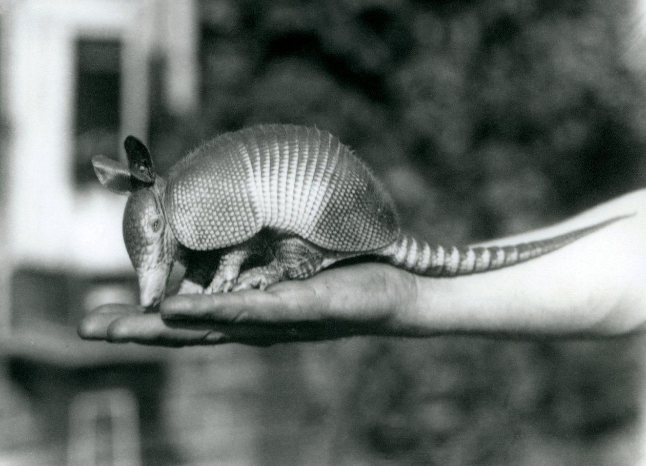 En ung ni-båndet beltedyr, eller ni-båndet langneset beltedyr som hviler på en åpen håndflate, London Zoo, august 1926 av Frederick William Bond