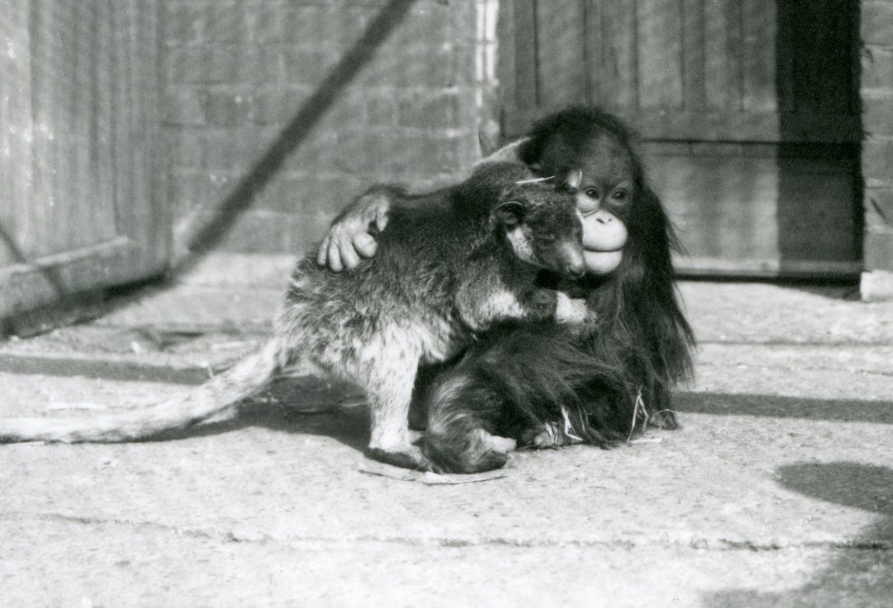 En ung orangutang klemmer en trekenguru i London Zoo i 1927 (s/hvitt-bilde) av Frederick William Bond