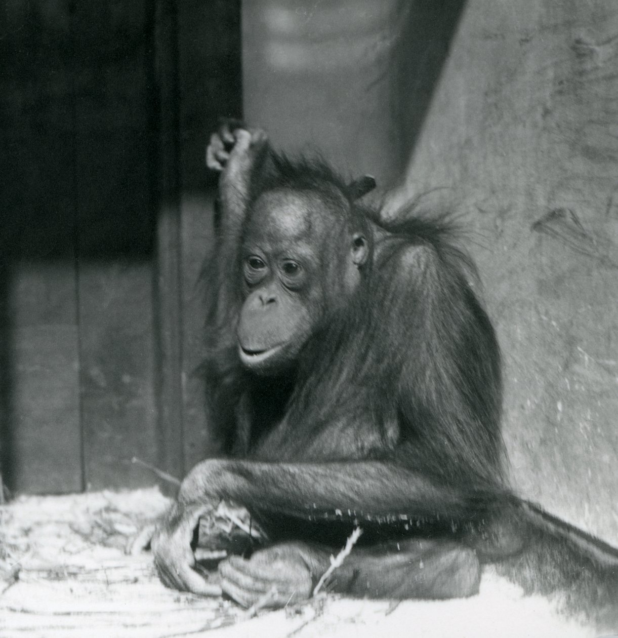 En ung orangutang som sitter i innhegningen i London Zoo, oktober 1925 av Frederick William Bond