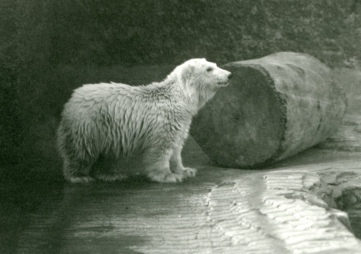 En ung isbjørn i London Zoo i november 1924 av Frederick William Bond