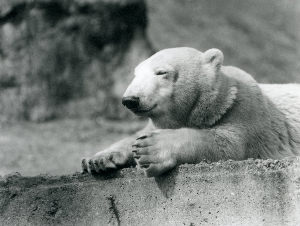 En ung isbjørn hviler på en betongkant i London Zoo i 1927 av Frederick William Bond