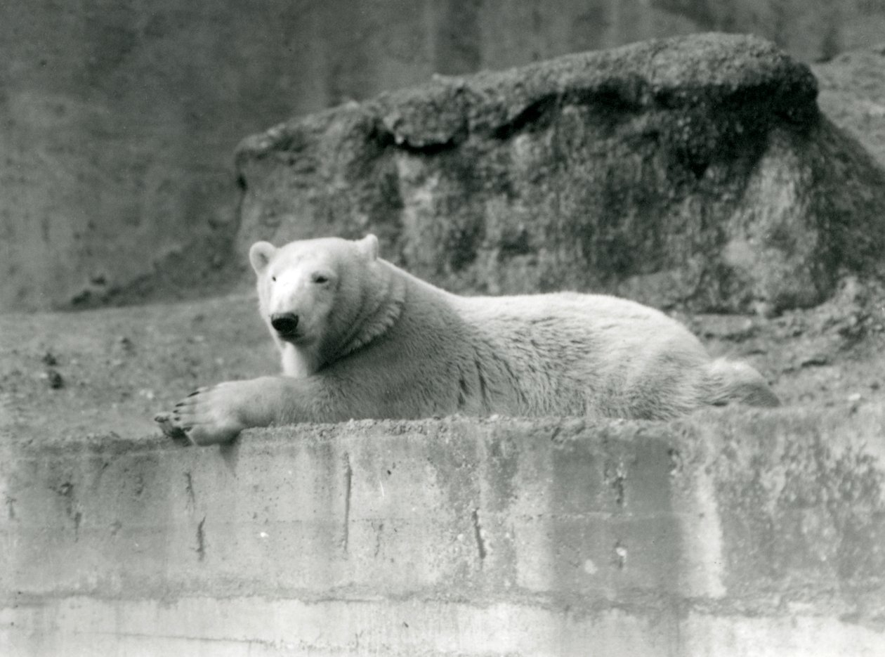 En ung isbjørn hviler på en steinete avsats i innhegningen i London Zoo i 1927 av Frederick William Bond