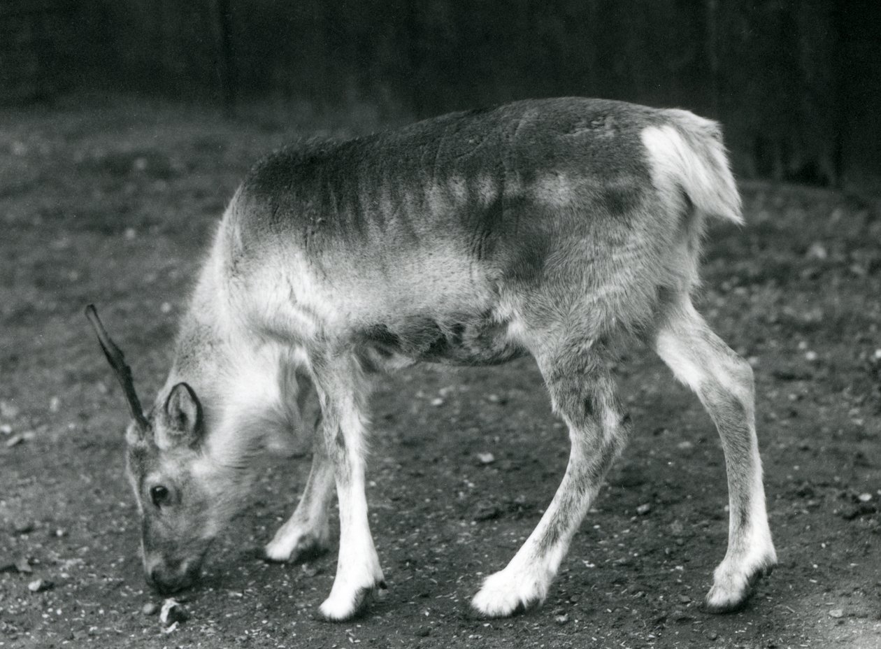Et ungt reinsdyr i London Zoo, 1925 av Frederick William Bond