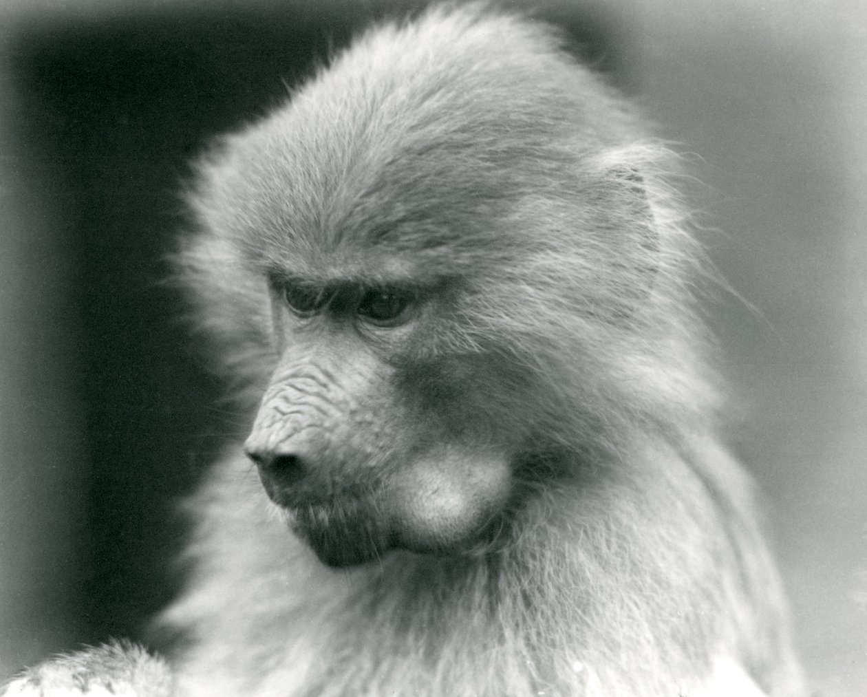 En ung hellig bavian med kinnposen full, London Zoo, 1925 av Frederick William Bond